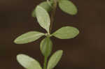 Hairy bedstraw